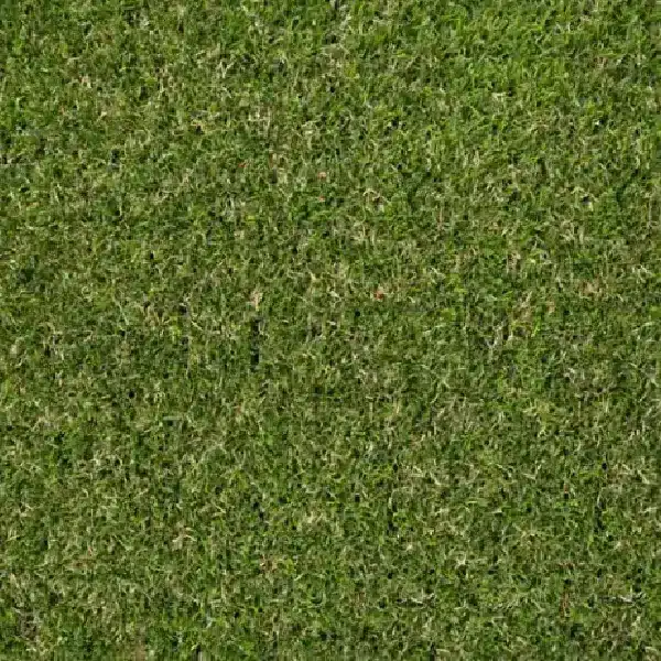medium-length, dense artificial grass carpet